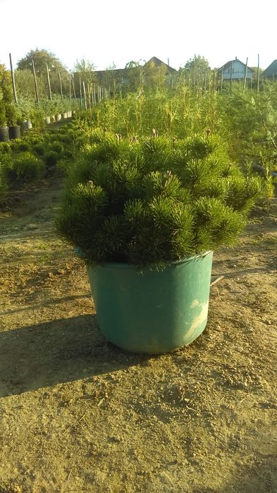 Pinus mugo diferite dimensiuni