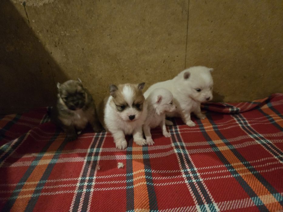 Померан - мини шпиц 3кг.