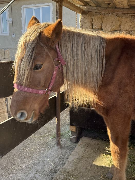 1,5 жас тай. Сатылады. Семиз .шаруа қойлар