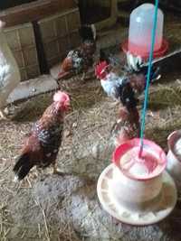 Ouă incubat găini pitice