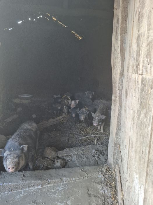 Виетнамски прасета