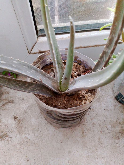 Xona gullari. Aloe, kaktus, kiyik shox