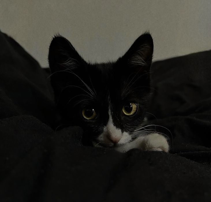 Котенок ищет дом!