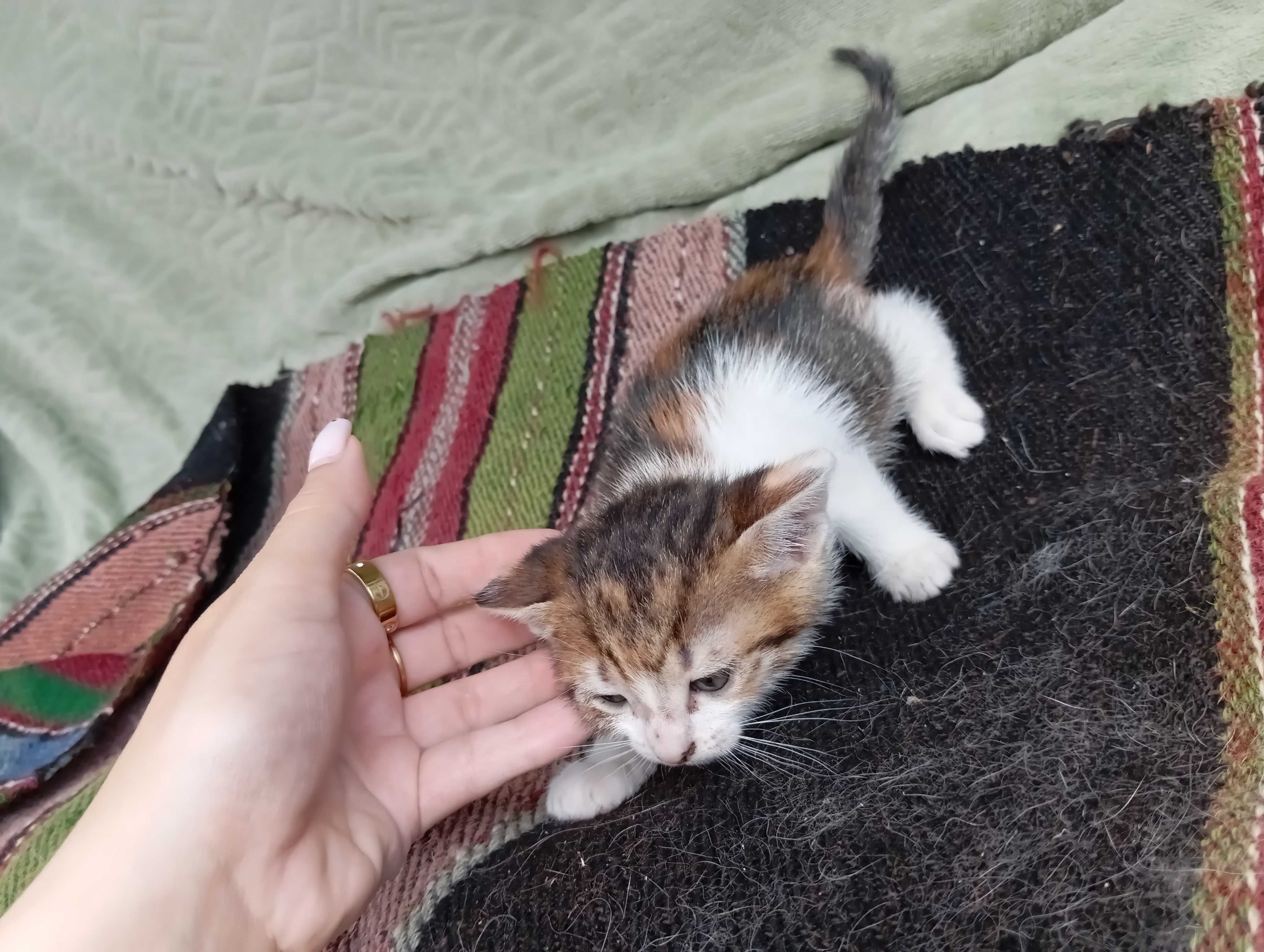 Подарявам котенца