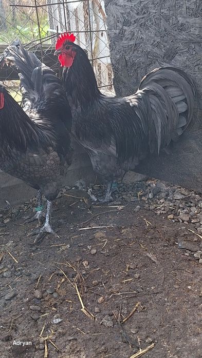 Vand cocosi diferite rase