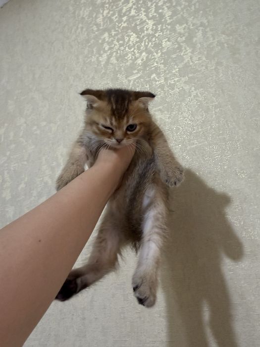 Scottish fold zolotaya shinshilla rassrockaga beriladi