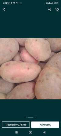 Продаю дачный картофель крупный вкусный