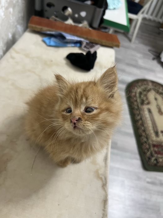 Tekinga qiz mushukcha. Kozida azgincha nuqsoni bor.