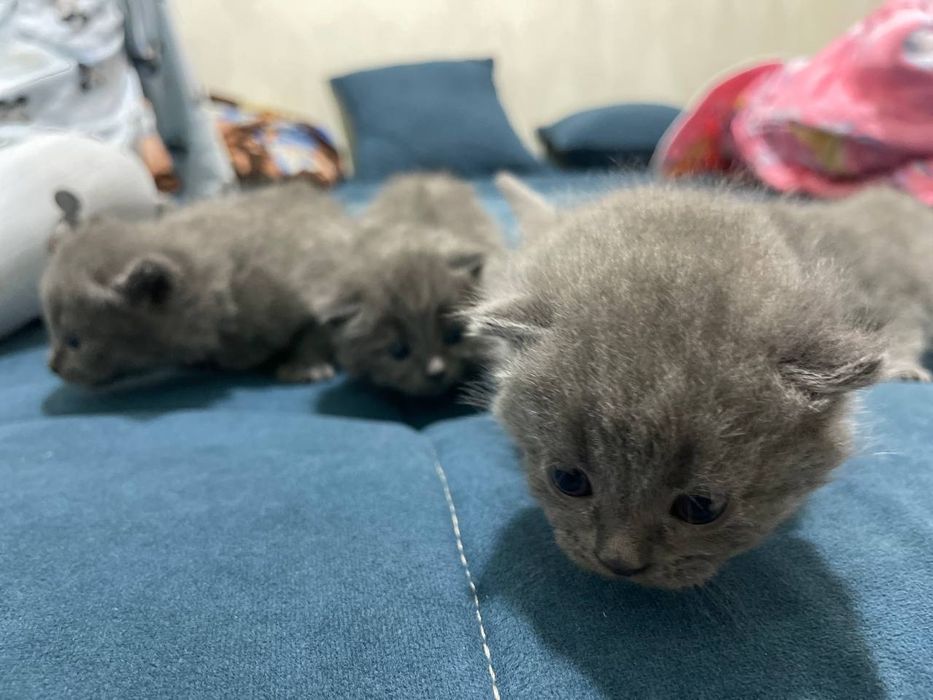 Котенки, порода scottish