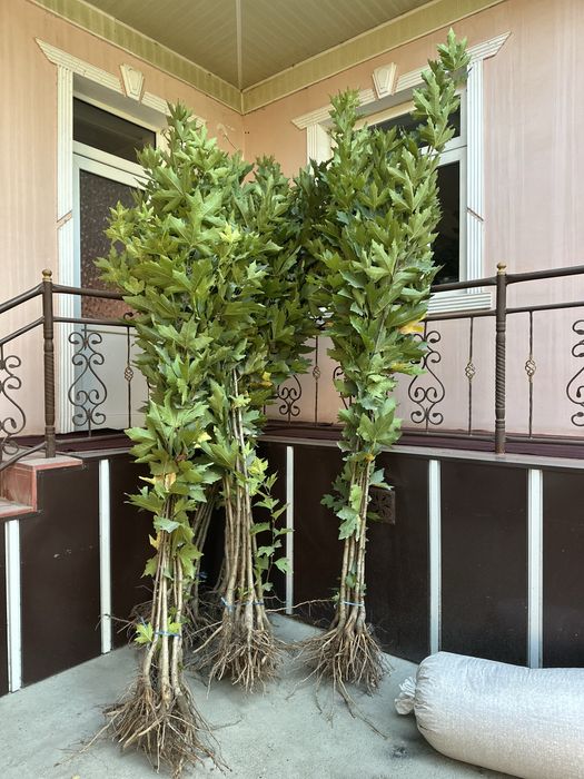 Чинор бор Chinor sotiladi