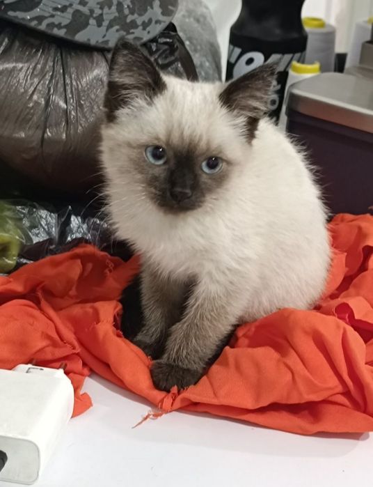 Сиамская котенок