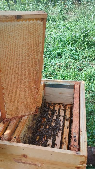 Miere poliflora naturala din stupina propie