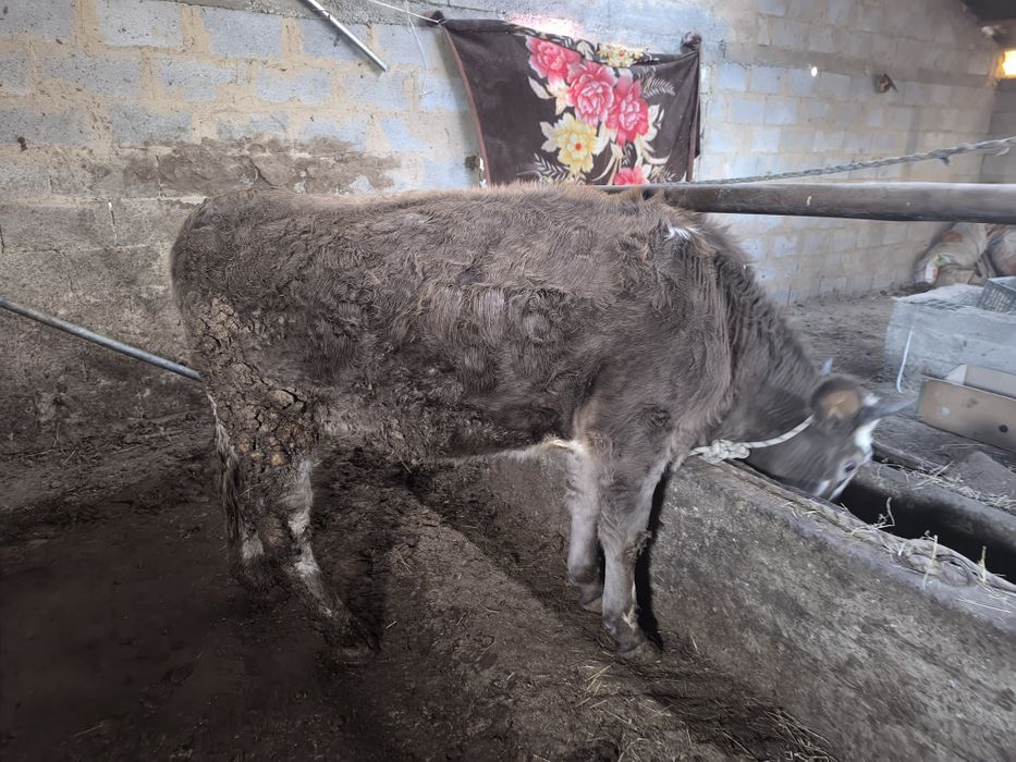 Соғым, кунажын, откорм, ет, мясо, телка, согым, таза ет