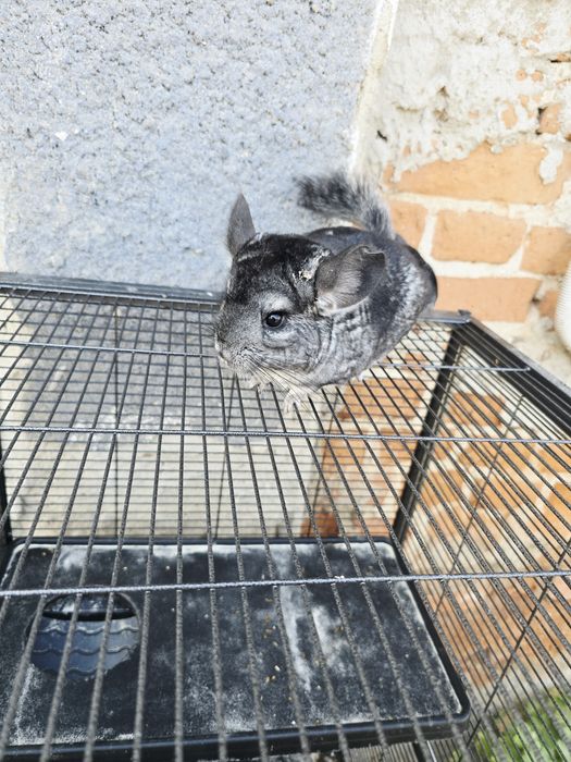 Cincila/shinsila/ chincila