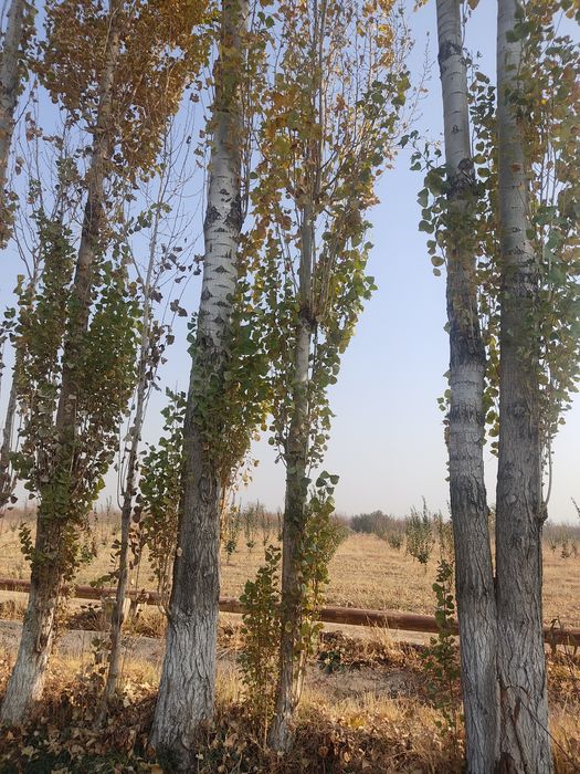 Терак сотилади 13 йиллик