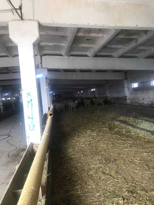 Продажа Ферма Нурафшон Тойтепа