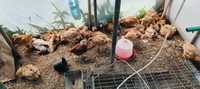 Pui Kabir rasă mixtă cocosei 1 kg