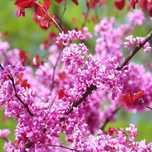 Cercis Canadensis (Arborele Iudei )
