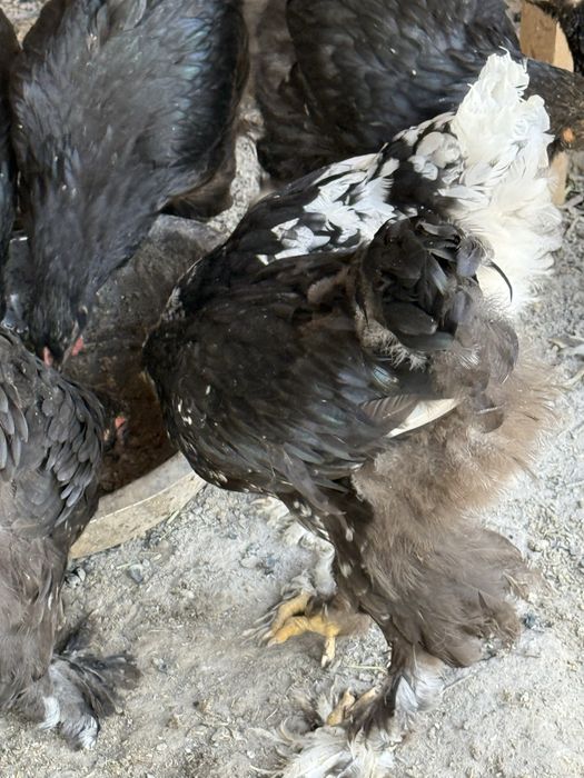 Жужала сотилади.