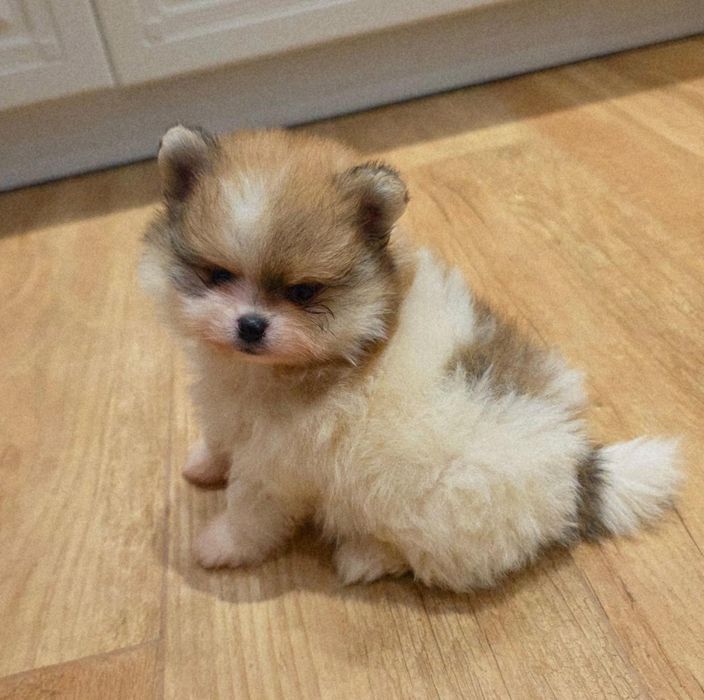 Pui rasa pomeranian