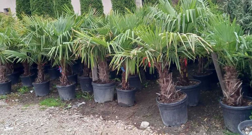Plante rezistente, creștere sănătoasă, aspect impecabil