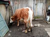 Vaca de vânzare baltata