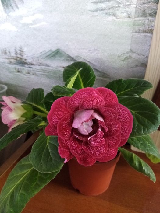 Продаётся набор сортовых деток глоксиний