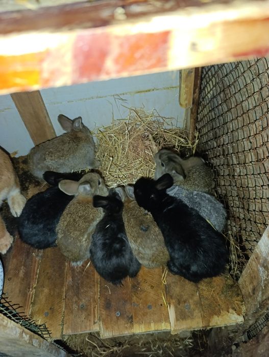 Quyon bolachala 40 kunli