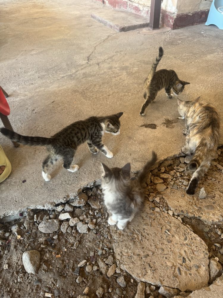 Котята 3 шт отдам в хорошие руки бесплатно