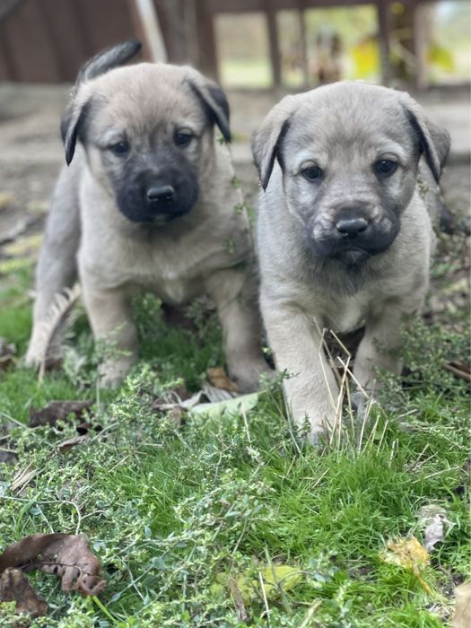 Подаряват се малки кученца кучета
