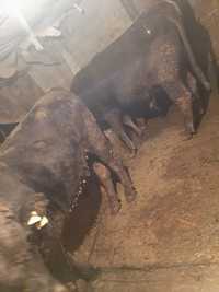 Продам алатауски быки жирный хороший упитанный