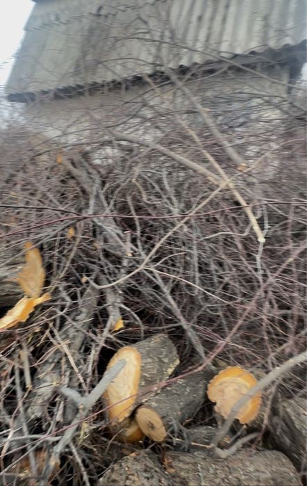 Бесплатно дрова Талгарские дачи Актас