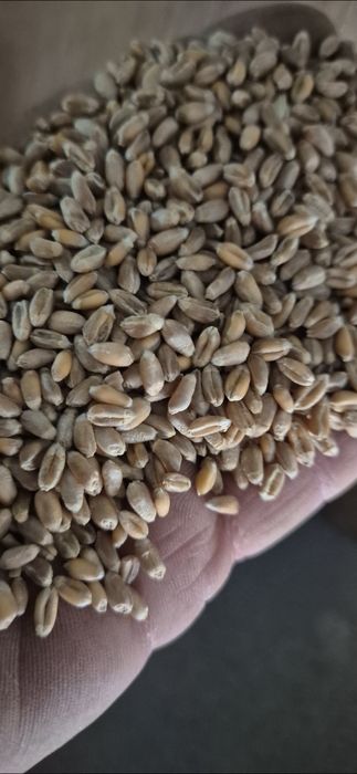 Grau selectat Anapurna si Apache