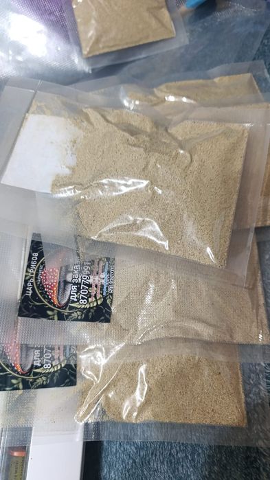 Гриб королевский коричневый