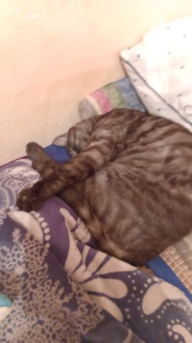 Отдам даром кошку