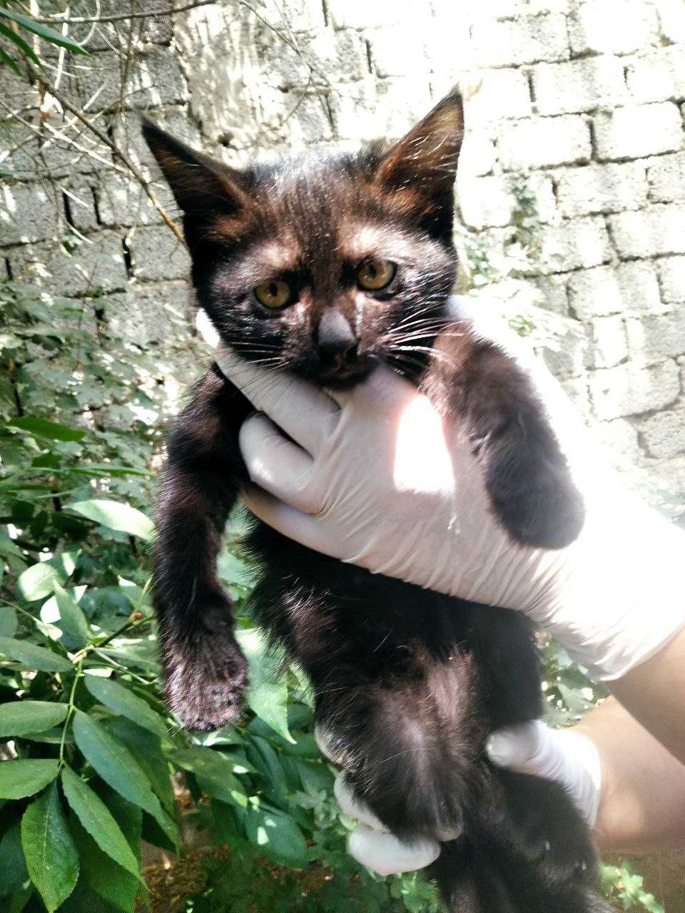 Котята, 2-3 месяца