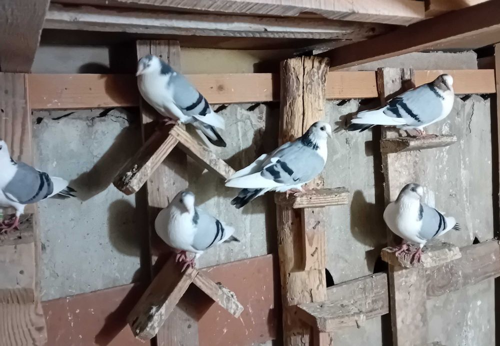 Porumbei jucator de Galati