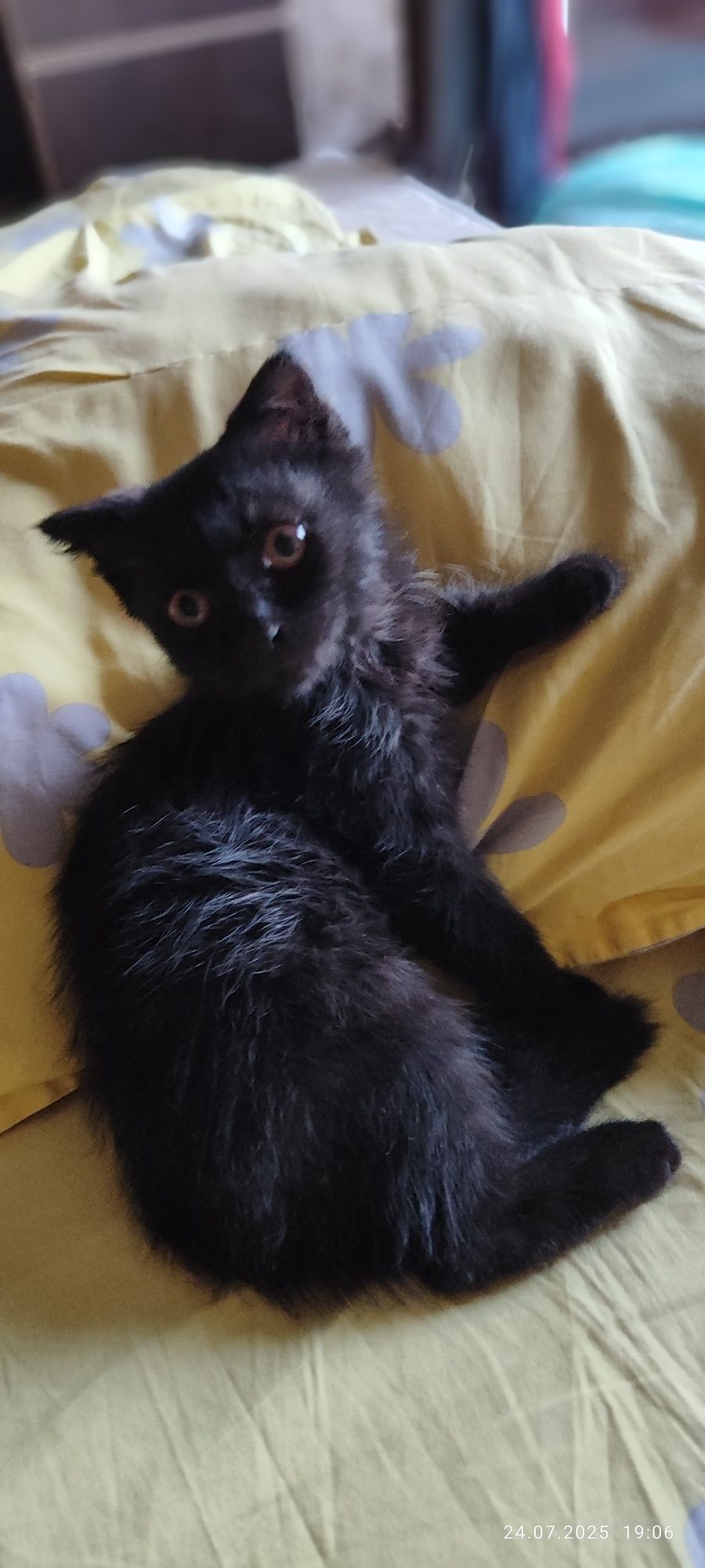 Котёнок черный мальчик