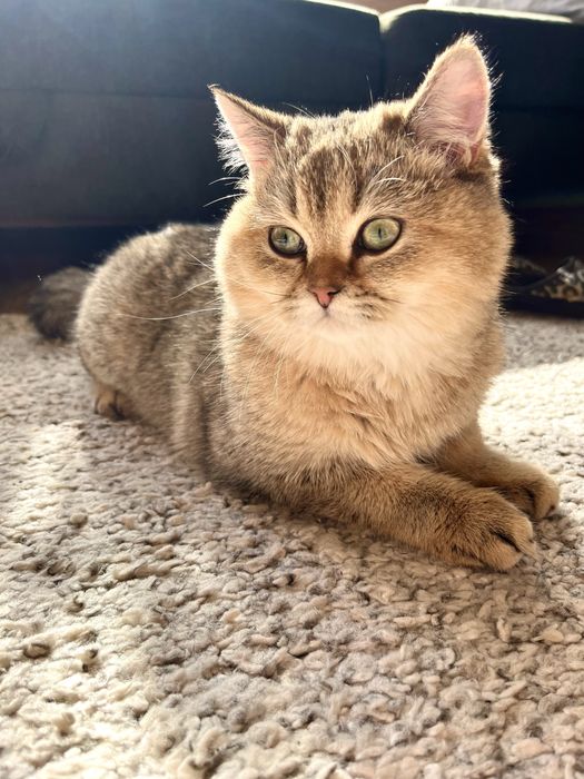 Британска късокосместа