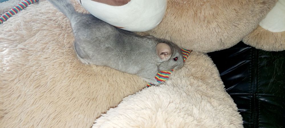 Vând pui de chinchilla, chinchila, sinsila