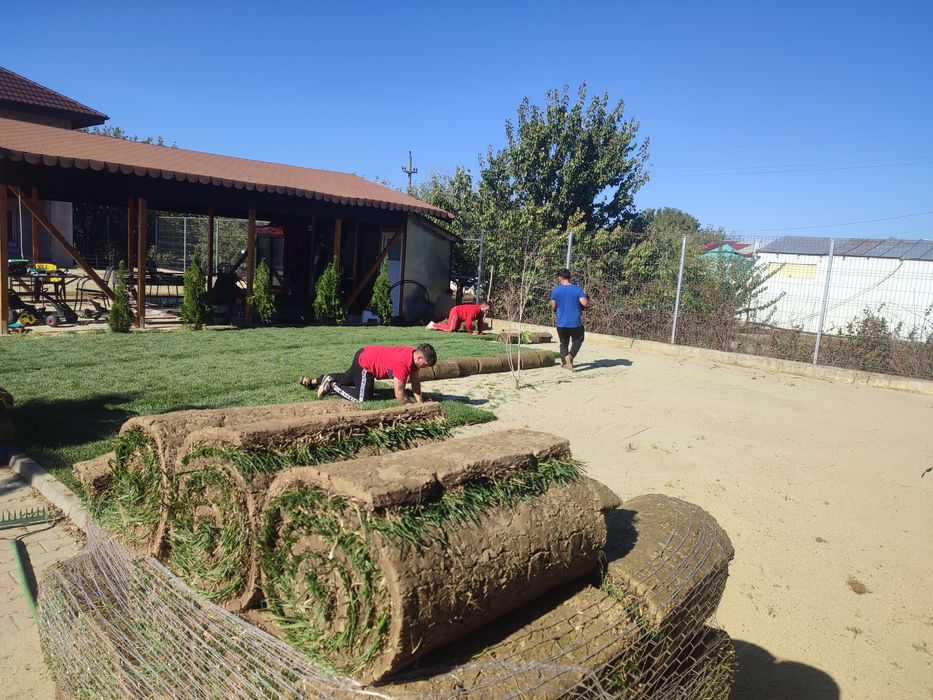 Gazon rulou sport. 24 de lei m2. Transport și montaj inclus în preț.