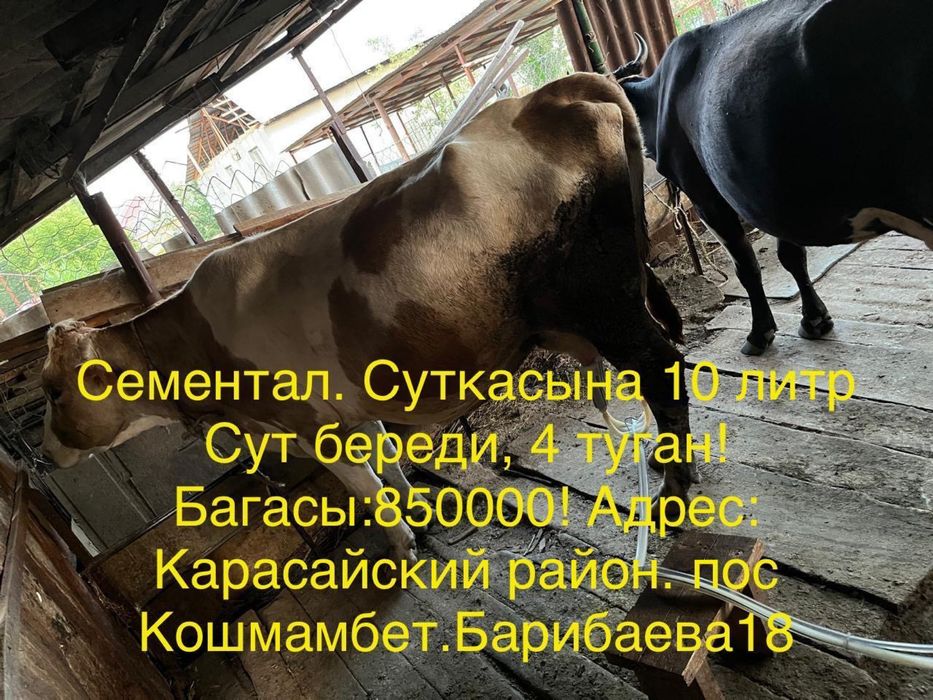 Продам доильных коров