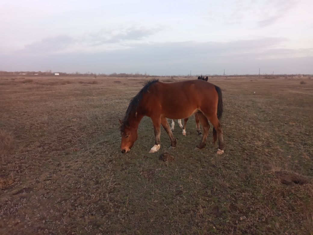 Продам лошадей СРОЧНО 5 бие, 1 айгыр.