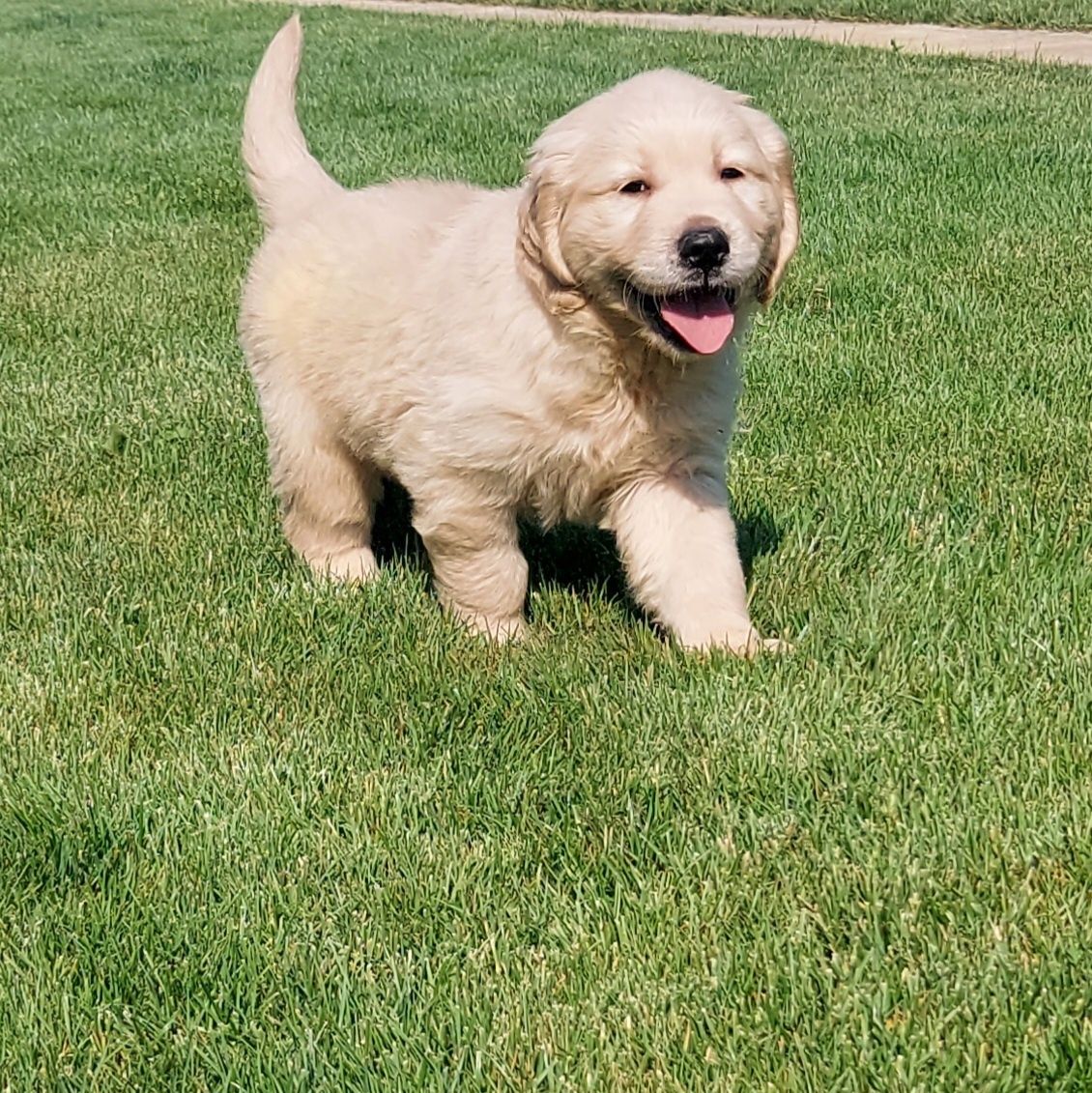 Golden retriever cu certificat pedigree tip A