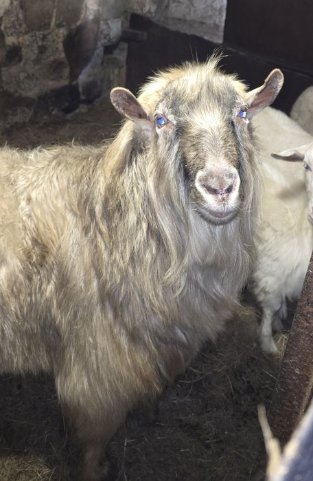 Продаётся козёл .