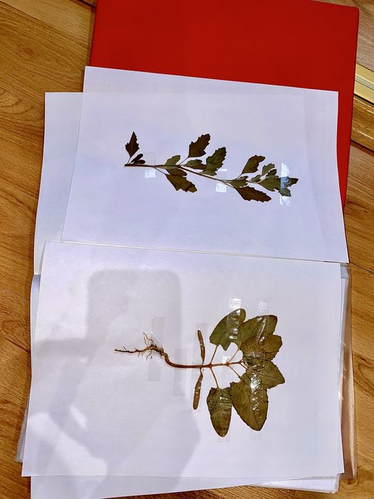 Ierbar, 30/50/80/100 plante