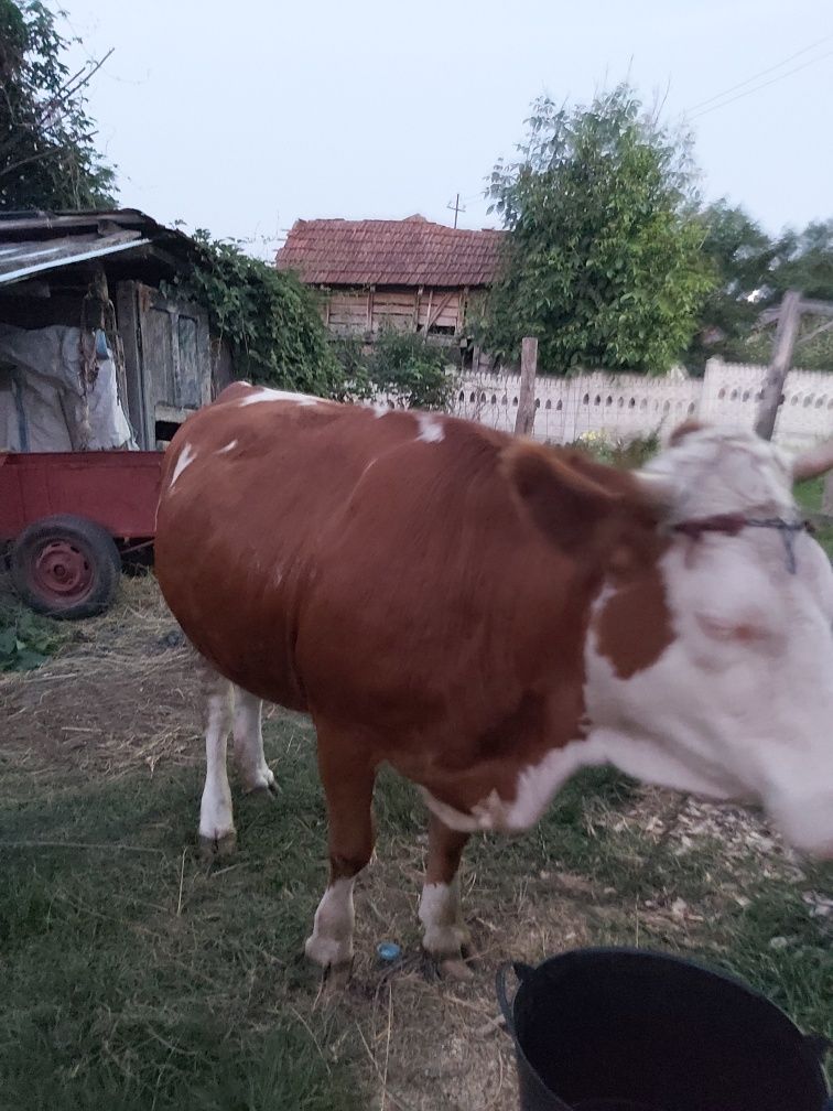 Vând junică bălțată românească bună de ținut
