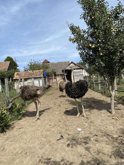 Struti maturi 2 masculi si 3 femele