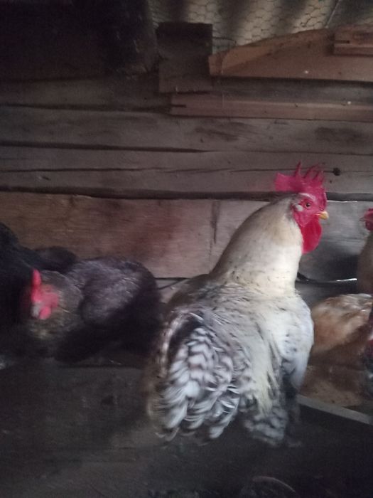 Vand gaini si puici de tara de anul acesta