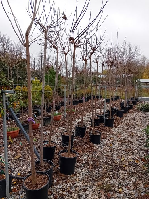 Vând catalpa globulară diferite dimensiuni